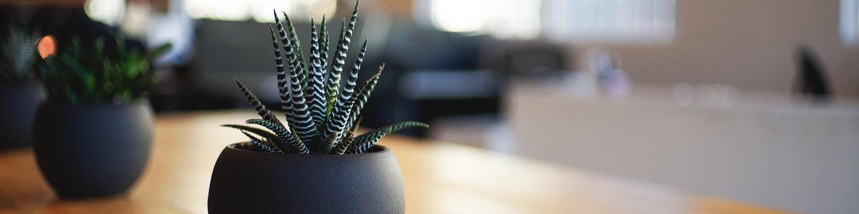 succulent plant on table with blur background - reverse mortgages featured image - bc mortgage broker website
